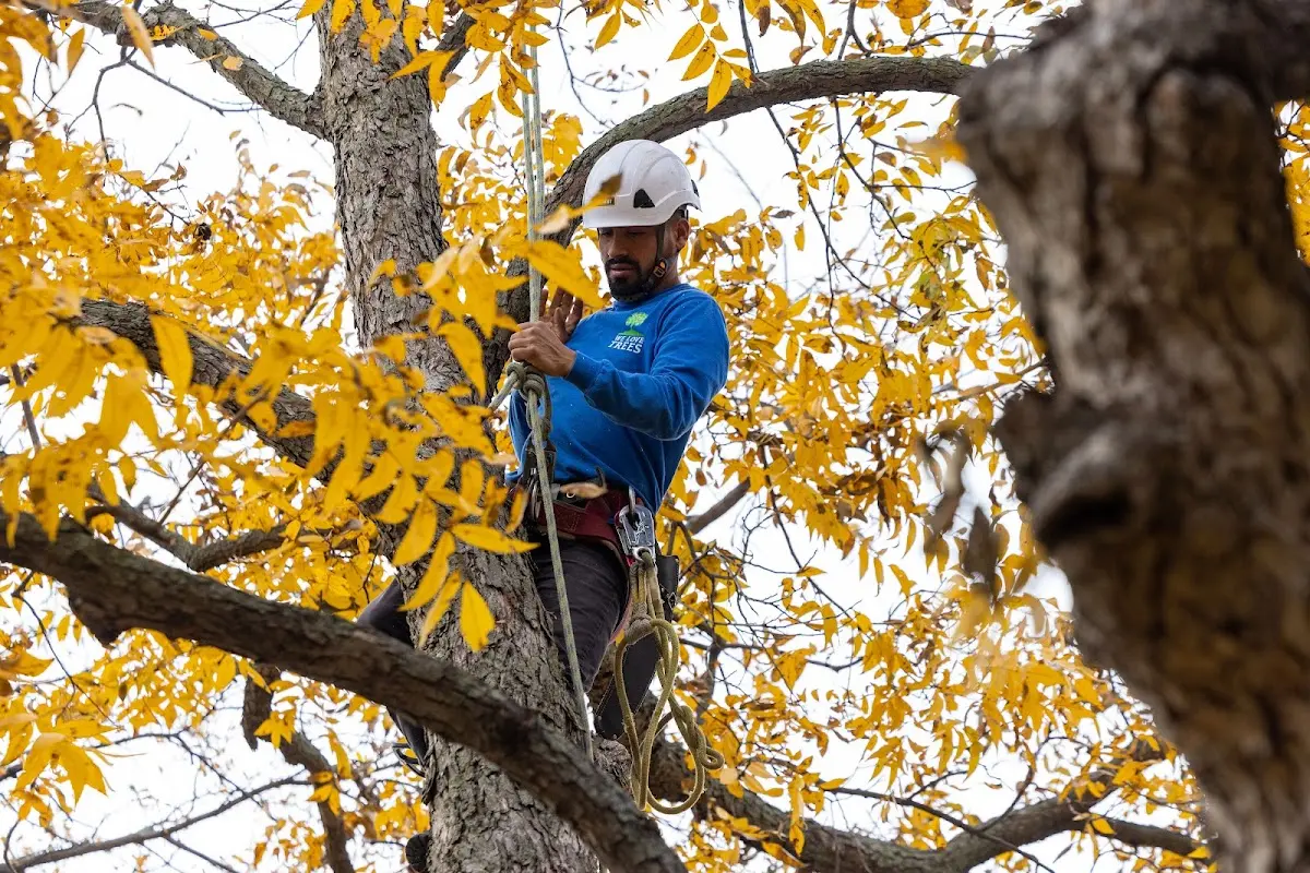Skilled Tree Transplanting crew working in Edgewood